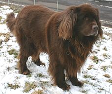 Newfoundland dog