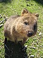 01/14: Quokka