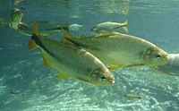 A pair of Brazilian copperfish