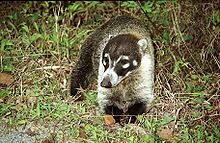 un coati à nez blanc dans l'herbe