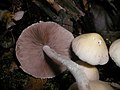 Psathyrella candolleana