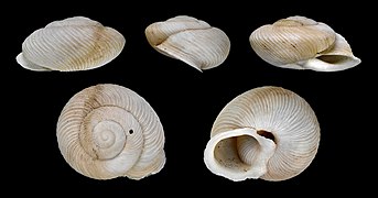 Hemicycla inutilis, Shell