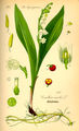 Convallaria majalis (as syn. Convallaria maialis) plate 111 in: Otto Wilhelm Thomé: Flora von Deutschland, Österreich u.d. Schweiz, Gera (1885)