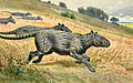 Image 26Restoration of Phenacodus (from Evolution of the horse)