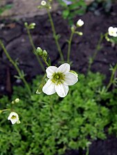 Saxifraga aphylla - Kussensteenbreek