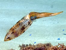 Sepioteuthis sepioidea (Caribbean Reef Squid).jpg