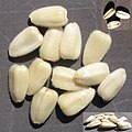 Seeds