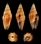 Vexillum vulpecula (Little Fox Mitre), Shell