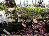 Vildtvoksende shiitake i Hokkaido