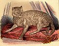 First abyssinian cat Zula (published 1874)