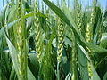 Wheat fields