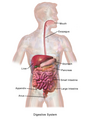 Image 4Illustration of the adult digestive system.