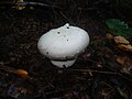 Amanita virosa