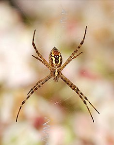 Argiope trifasciata (Banded Garden Spider)