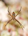 Image 99Banded garden spider