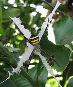 Argiope keyserlingi