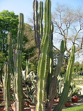 Cereus jamacaru