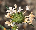 Collomia grandiflora, closeup of flower