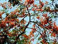 Delonix regia (481152070)