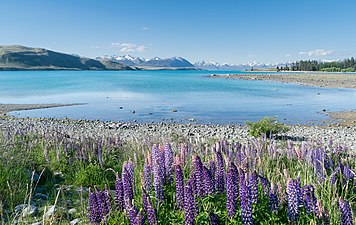 28/09: El llac Tekapo en l'illa del Sud de Nova Zelanda