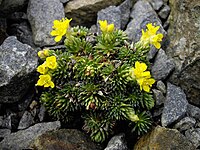 Saxifraga ferdinandi-coburgi