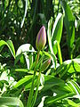 Tulipa saxatilis buds