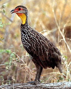 Kereng'ende koo-njano (Pternistis leucoscepus)