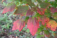 Description de l'image Acer spicatum JPG1L.jpg.