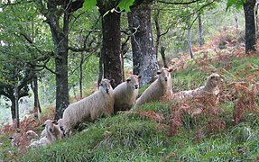 Photographie d’un groupe de quatre brebis blanches en premier plan, en sous-bois.