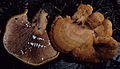 Lactarius peckii