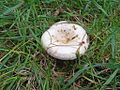 Lactarius pubescens