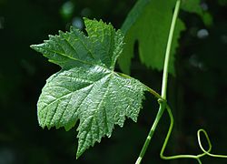 Foglia di Vitis vinifera subsp. sylvestris (detto anche "lambrusco selvatico") maschile con "sinus petiolare" aperto sulle rive di Charente