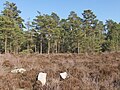 Moorland and Scots pines in the national forest, north of Poteau Ste-Marguerite, plot 162