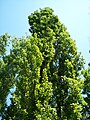 Populus nigra in Hungary