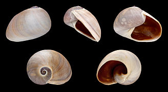 Sinum cymba (Boat Ear Moon Snail), Shell