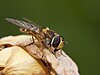 Syrphus ribesii