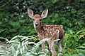 Odocoileus virginianus