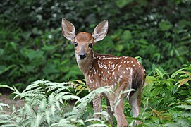 Bjelorepi jelen (Odocoileus virginianus)