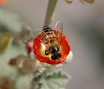 زنبور عسل اروپایی