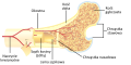 Bone cross-section Przekrój poprzeczny kości