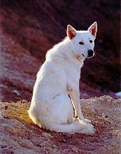 Canaan Dog, national dog