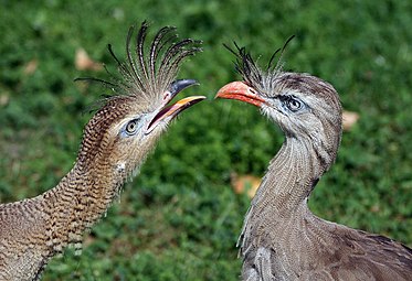 Cariama cristata