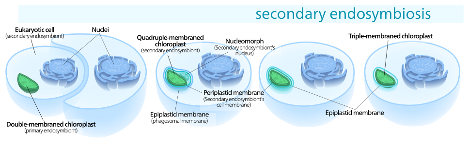 Schéma d'une endosymbiose secondaire