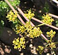 Cymopterus terebinthinus, double-umbel yellow flowers