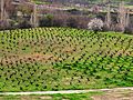 Thumbnail for Agriculture in Cyprus