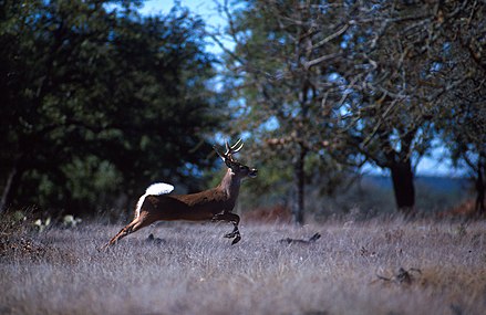 Baltastes briedis (Odocoileus virginianus)