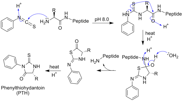 Suy thoái Edman với chuỗi peptide amino acid chung.