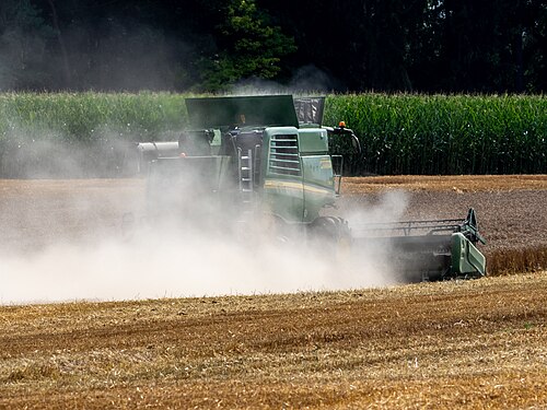 Combine harvester harvesting grain