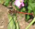 Sympetrum striolatum