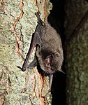 Myotis sodalis